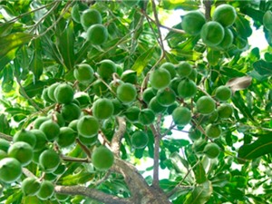 Đắk Lắk: Tìm vùng trồng thích hợp cho cây mắc ca 